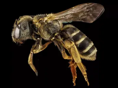 Bee rigged 3D model