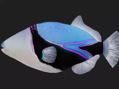 Filefish Low-poly 3D model 6