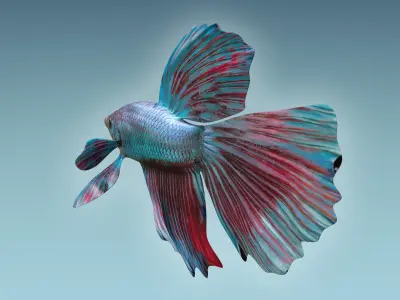 Betta Fish 5 3D model