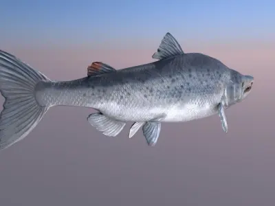 Salmon Model With A Rig 3D model