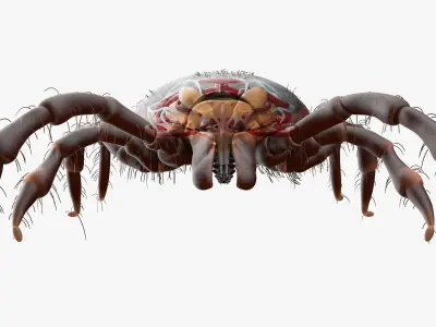 Tick Anatomy Static 3D model