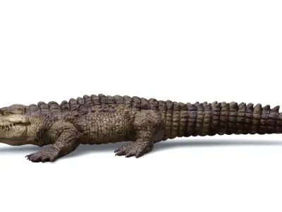 CROCODILE 3D model get
