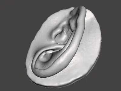 Real human ear anatomy 3D print model