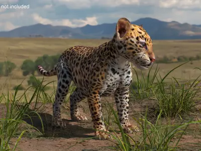 Baby Leopard Cub 3D model