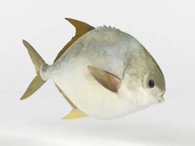 Pompano fish 3D model