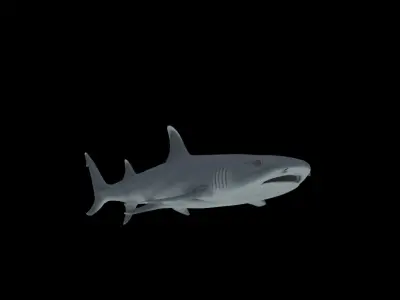 Reef Shark Low-poly 3D model