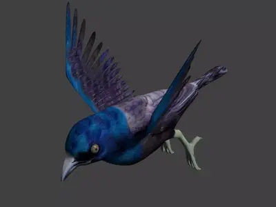 common grackle animated 3D model