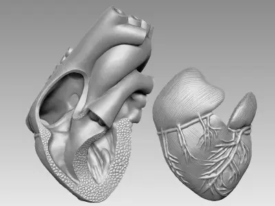  human heart 3D print model 3D print model