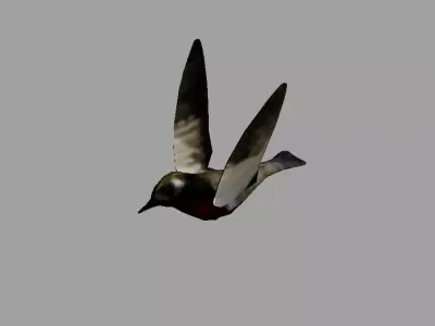 sparrow bird with Rigging and  Animation  Low-poly 3D model
