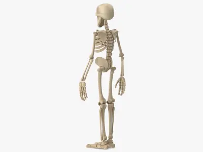  Cartoon Skeleton 