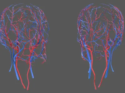 Human Head Cardiovascular System 3D model