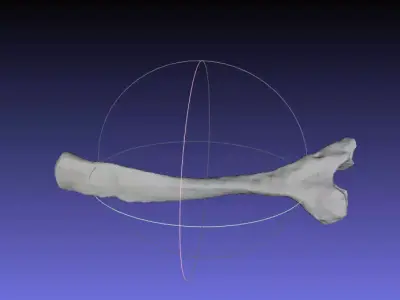 Psittacosaurus Right Ischium Free 3D print model