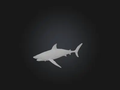 Realistic Shark Model Low-poly 3D model purchase