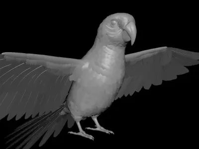 Parrot 3D model get