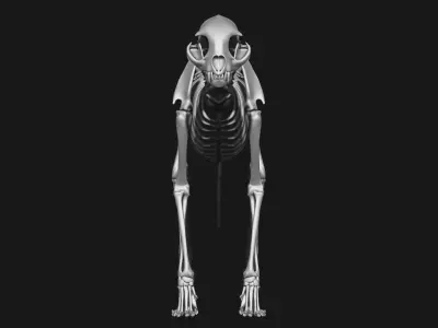 Cat skeleton 3D model