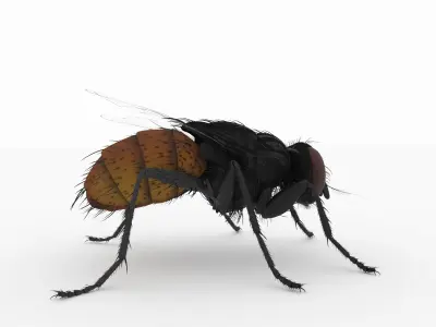 fly 3d models 3D model