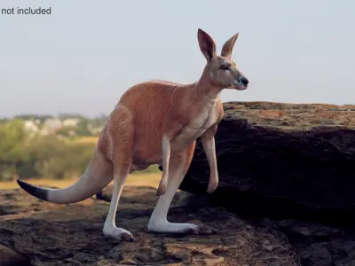 Kangaroo  purchase 3D model
