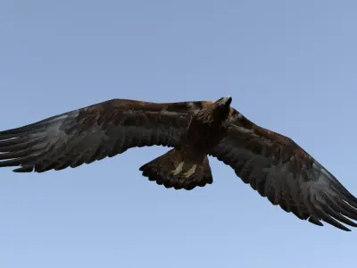 Animated low poly eagle Low-poly 3D model
