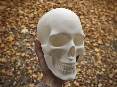 Anatomically correct human skull in full size 3D print model