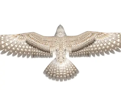 Falcon 3D model get