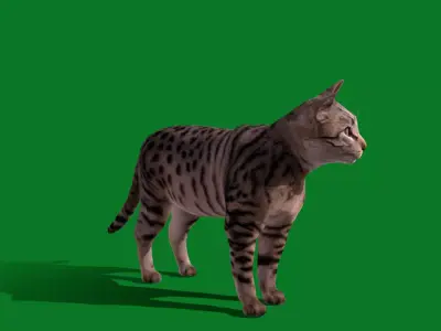 Silver Tabby Cat Free low-poly 3D model