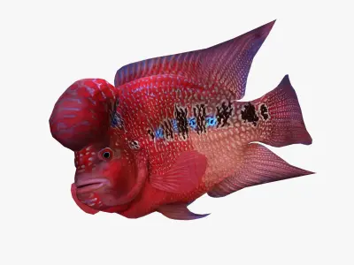 Flower horn Fish Low-poly 3D model