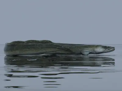 An Eel Low-poly 3D model