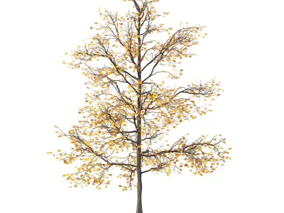 Mountain Ash Tree 04 3D model