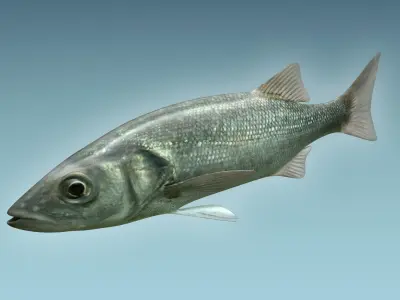 Dicentrachus Fish 3D model