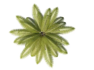 Palms Lowpoly Set 01 with LODs 3D model