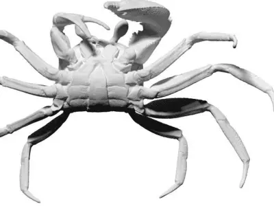 Crab 3D Mesh 3D model