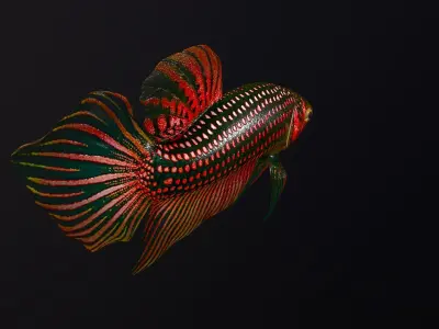 Betta Fish 3D model get