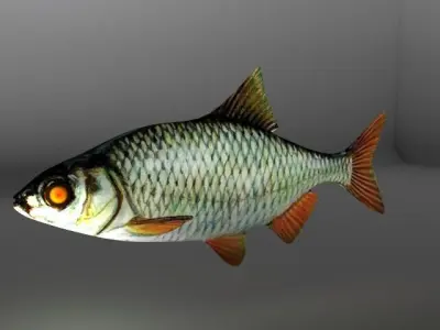 Rudd fish Low-poly 3D model