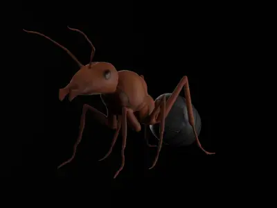 Realistic ant insect Low-poly 3D model