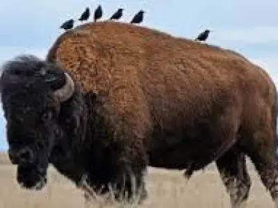 Bison big beast 3D model