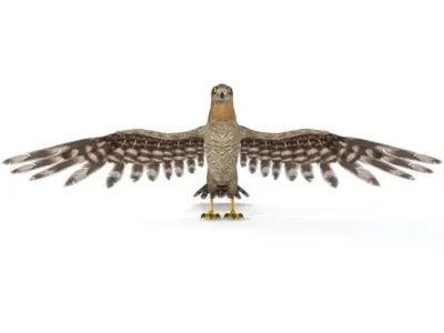 Hawk Bird Low-poly 3D model