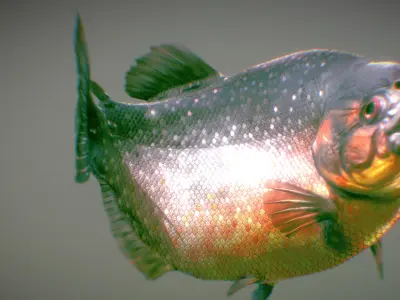 Red-bellied piranha Low-poly 3D model