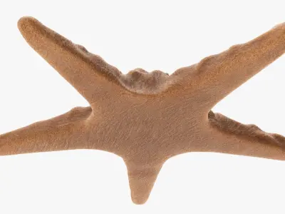 Sea star on a ground 3D model