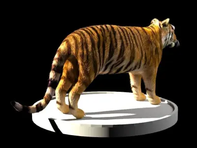 Tiger 3D Model Low-poly 3D model purchase