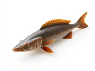 Realistic Fish Model Pack for Animation and Rendering Low-poly 3D model