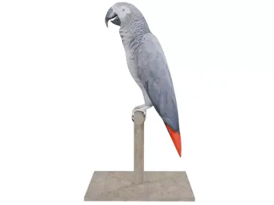 African Grey Parrot 3D model purchase