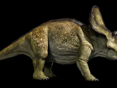 Protoceratops 3D (Rigged) 3D model