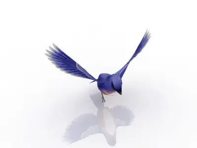 beautiful bird 3D model
