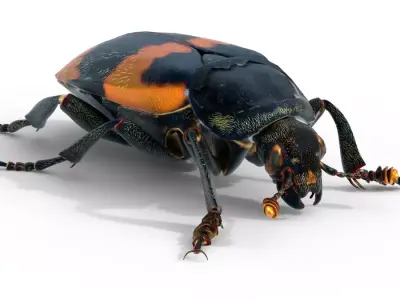 American burying beetle Free 3D model