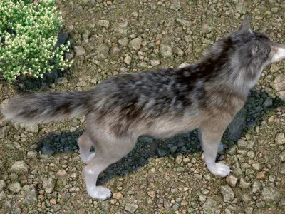 Grey Wolf Fur 3D model