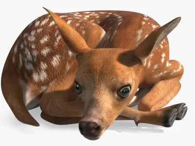  Resting White-Tailed Fawn Deer 