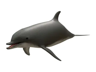dolphin Low-poly 3D model 4