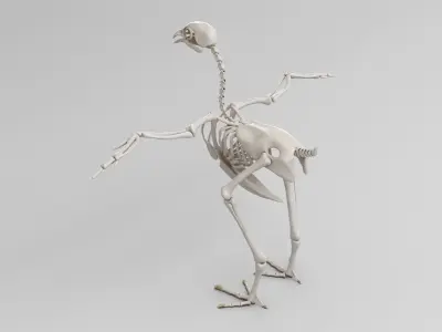 Chicken skeleton in T-pose for rigging 3D model