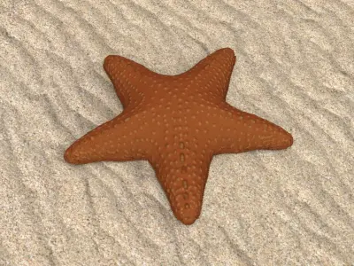 Starfish Low-poly 3D model 3