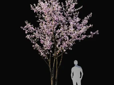  Cherry-tree flowering Cerasus 03 